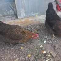 ۲ عدد مرغ محلی تخمگذار