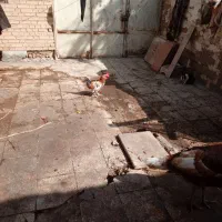 بوقلمون نر ویک خروس گلین عروس هلندی لوتینو|حیوانات مزرعه|خرمشهر, |دیوار