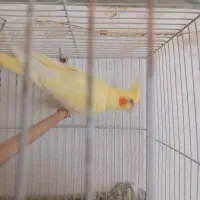 عروس هلندی ۳جفت ویه تکی|پرنده|گلبهار, نوبهار|دیوار