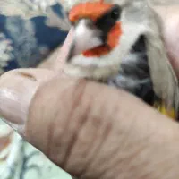 سره کرمانی یک وجبی