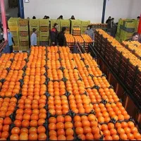 شمال آمل بابل بابلسر مرکبات پرتقال / نارنگی باغ