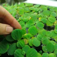 گیاه آکواریوم کاهو روآبی ماهی پلنت