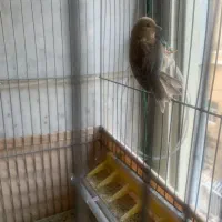 قناری ماده دارچینی