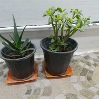 2تاگل سرحال و زیبا طبیعی