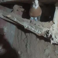 کبوتر طوقی بدون مشکل جفت ۱۶۰۰ ۷ تا