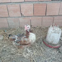 مرغ و خروس تخمی نطفه دار