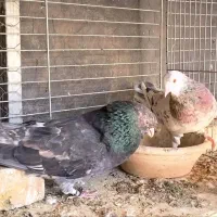 کبوتر خوش خال و پرشی شازده سرور