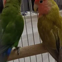 طوطی برزیلی صورت هلویی جفت مولد قناری سهره|پرنده|کرمانشاه, |دیوار