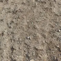 حمل و فروش کود میش بز
