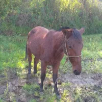 اسب نریان چهارسال