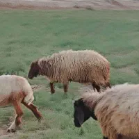 یک عدد ورندیل یا دجیجه ماده|حیوانات مزرعه|امیدیه, |دیوار