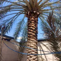 کار باغبانی وتکریب نخل وشخم زدن زمین با بیل