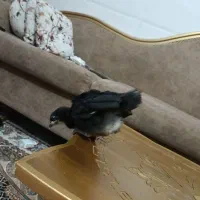 تخم مرغ نطفه دار ابریشمی وجوجه رسمی دوماهه|حیوانات مزرعه|قم, حاج خلیل|دیوار