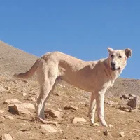 سگ ۹ ماهه سرابی گله ای وجونوری