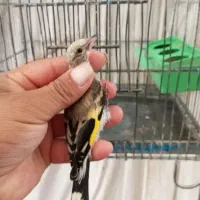جوجه سهره و قناری  رد فاکتور
