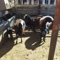 ۳ گوسفند و بره