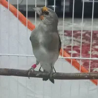 سهره نر قواره دار درشت