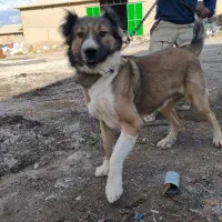 سگ افغان 3ساله