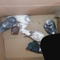 تعدادی کفتر خوب رنگه وآلمانی