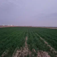 فروش زمین کشاورزی