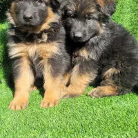 ماده ژرمن شولاین|سگ|تهران, هاشمی|دیوار