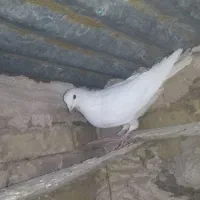 کبوتر
