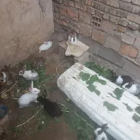 خرگوش