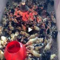 پرورش ماکیان آشیانه سپید|حیوانات مزرعه|مشهد, چهاربرج|دیوار