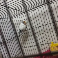 یک جفت مرغ عشق|پرنده|یزد, |دیوار