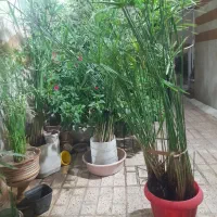 گیاه نخل مرداب