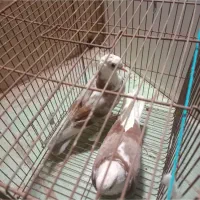 جوجه همالویی