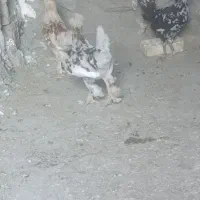 جوجه محلی هستن با یک مرغ که مادرشون