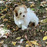 سگ آپارتمانی  پودل توی عروسکیسایز ریز تربیت شده