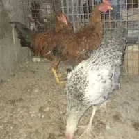 مرغ خروس محلی سرحال