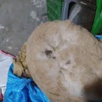 پشم تمیز