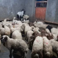 گوسفند وبره میش وبره طلای ۱۸عیار