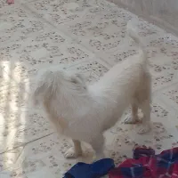 واگذاری سگ تریر فوری|سگ|یزد, |دیوار