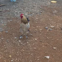 خروس محلی زیر مرغی