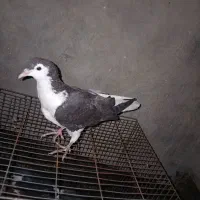 کفتر صید معاوضه کفتر|پرنده|مشهد, پنجتن|دیوار