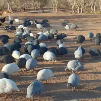 مرغ مروارید (شاخدار)