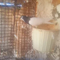 خال سیاه وسیاه پاک هردو نر