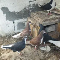 کبوتر خوشرنگ