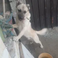 سگ سراب نر جوان هوشیار نگهبان