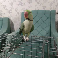 شاه طوطی نر بازیگوش (ملنگو گرینچیک)