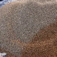 شاهدانه وارزن کتان