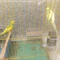 فروش پرنده