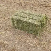 یونجه خشک بسته بندی|حیوانات مزرعه|بیله سوار, |دیوار