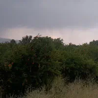 باغ انار ۱۲۰۰متر|فروش دفتر صنعتی، کشاورزی، تجاری|ساوه, |دیوار