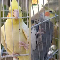 یک جفت عروس هلندی بالغ|پرنده|گلبهار, شهر جدید گلبهار|دیوار