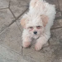 توله نژاد داره عالی